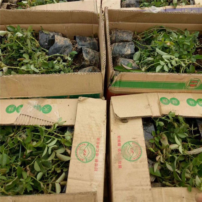 地被月季工程苗 地被月季景区用苗 常年供应