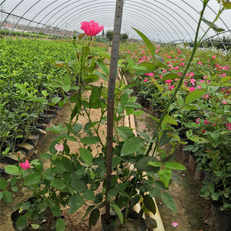 丰花月季小苗 丰花月季景观工程苗 市场基地批发