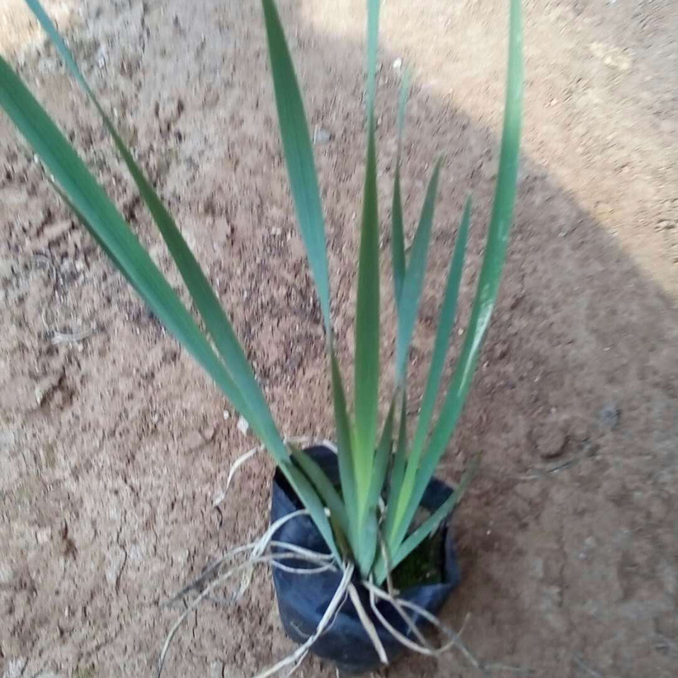 水生植物绿化苗 黄菖蒲批发 量大优惠