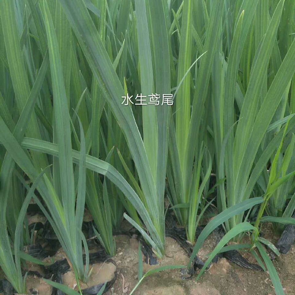 水生花卉基地批发 水生鸢尾价格 冠鑫黄菖蒲价格