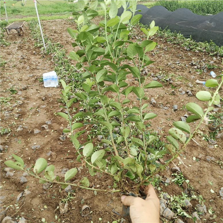 卫矛的价格 卫矛观赏花卉 常年供应