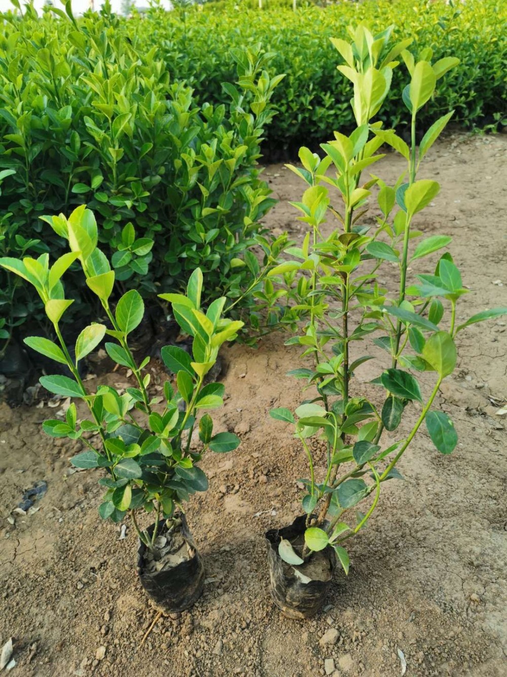 卫矛栽植方法 卫矛绿篱供应