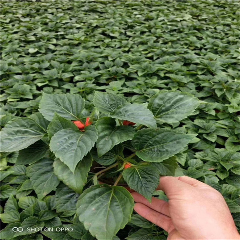 一串红盆栽 一串红花海用苗 现货供应组摆草花
