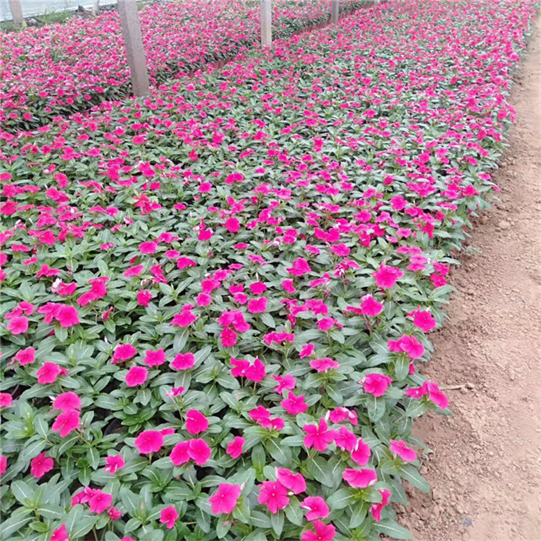 长春花种苗 天天开时令草花 种植基地批发