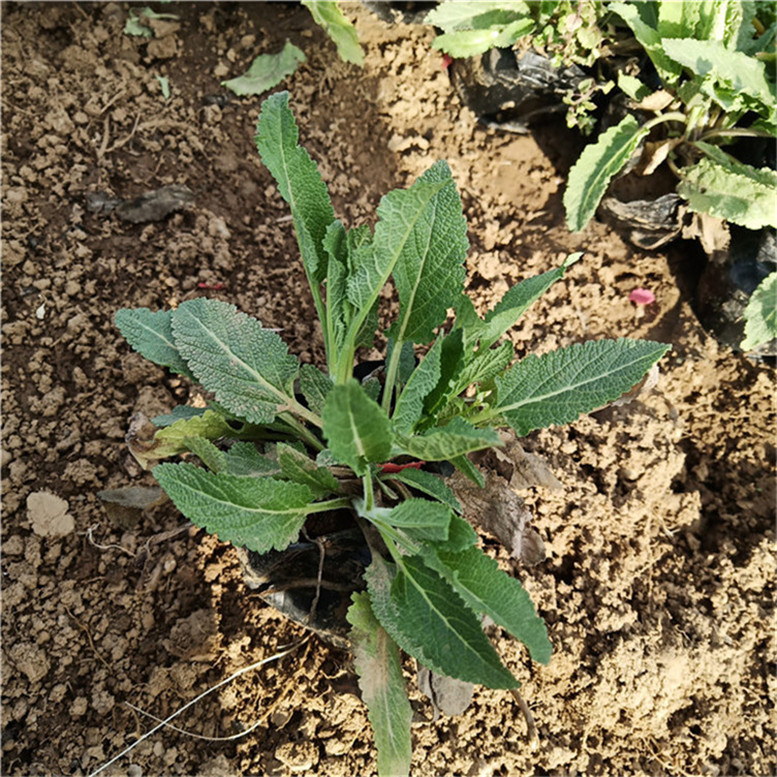 鼠尾草营养杯苗 鼠尾草四季草花 常年批发