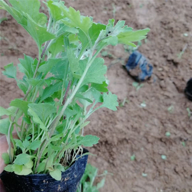 地被菊工程苗 地被菊工程美化 国庆组摆草花大量批发