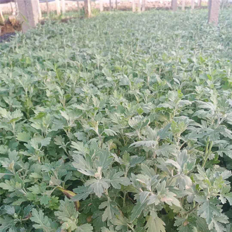 地被菊杯苗 地被菊园林用苗 大量批发