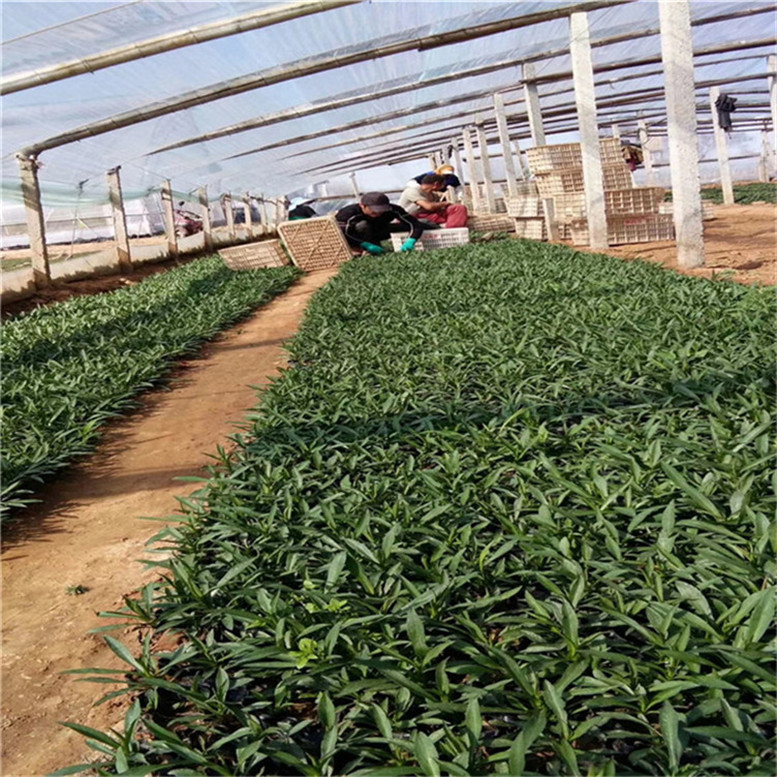 荷兰菊杯苗 荷兰菊景区用苗 常年批发