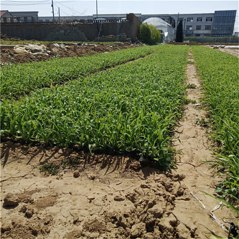 大花萱草盆栽 萱草花绿化花卉 基地直销