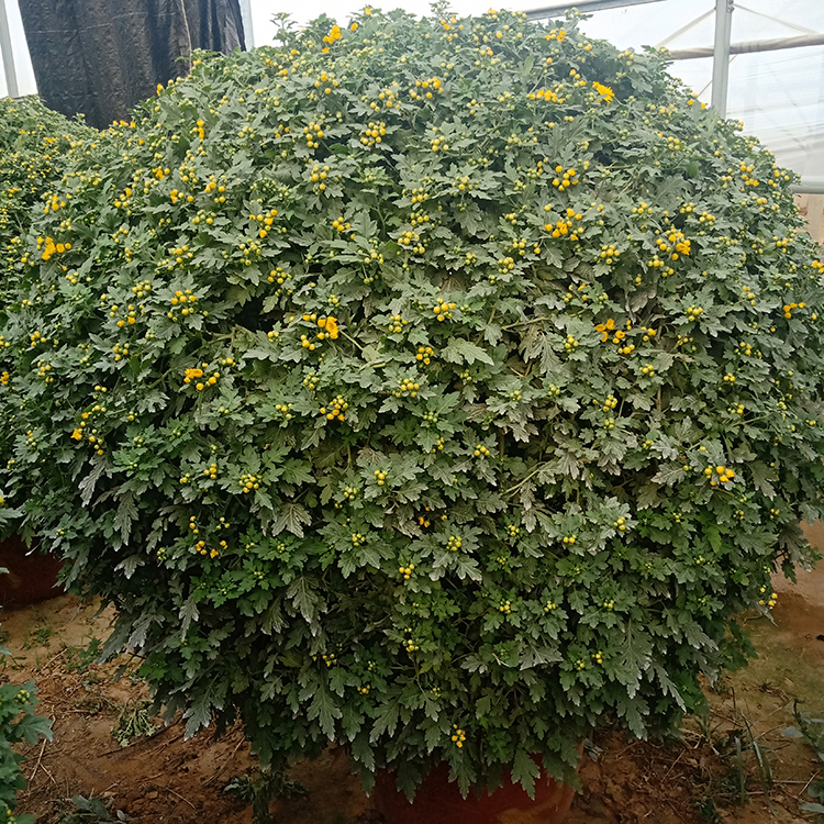 价格合理 菊花造型设计 山东菊花造型