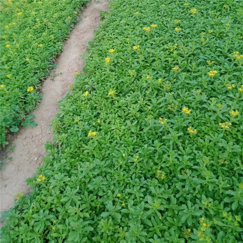 三七景天杯苗 三七景天地被草花 苗圃直供组摆花卉批发