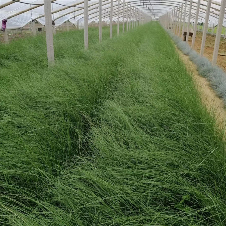 粉黛乱子草杯苗 毛芒乱子草市政用苗 种植基地批发