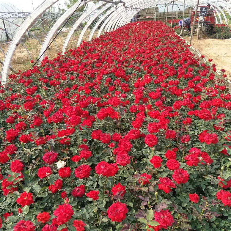 月季盆栽 月季景观工程苗 常年批发 园林设计