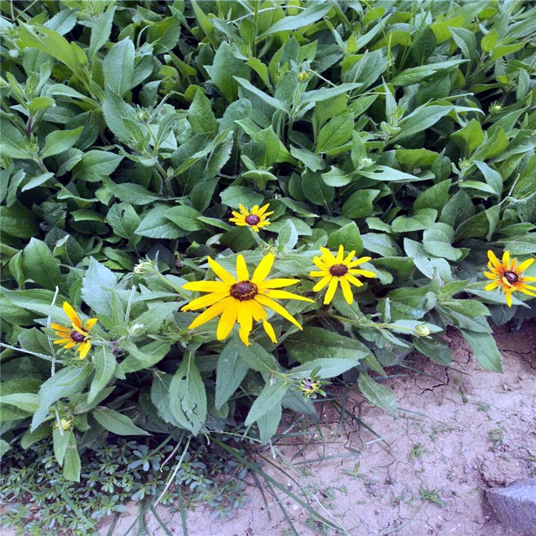 【青州启景花卉】黑心菊小苗 开花黑心菊 黑心菊报价