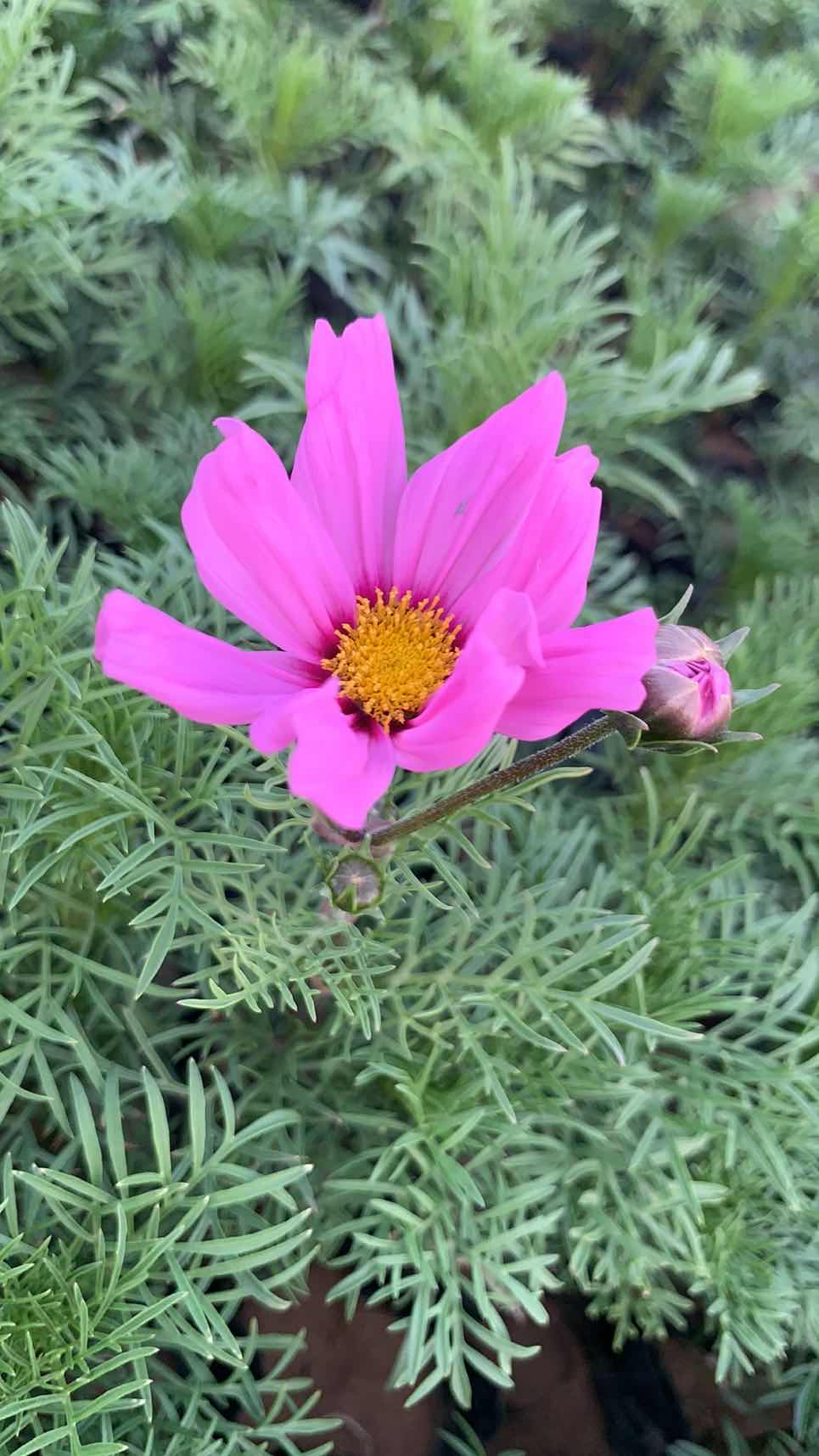 波斯菊批发价格 波斯菊基地批发 青州伟达波斯菊