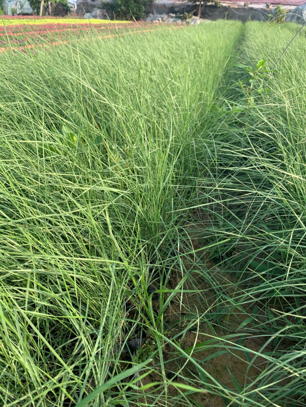 网红草培育基地 粉黛乱子草批发商 山东网红草
