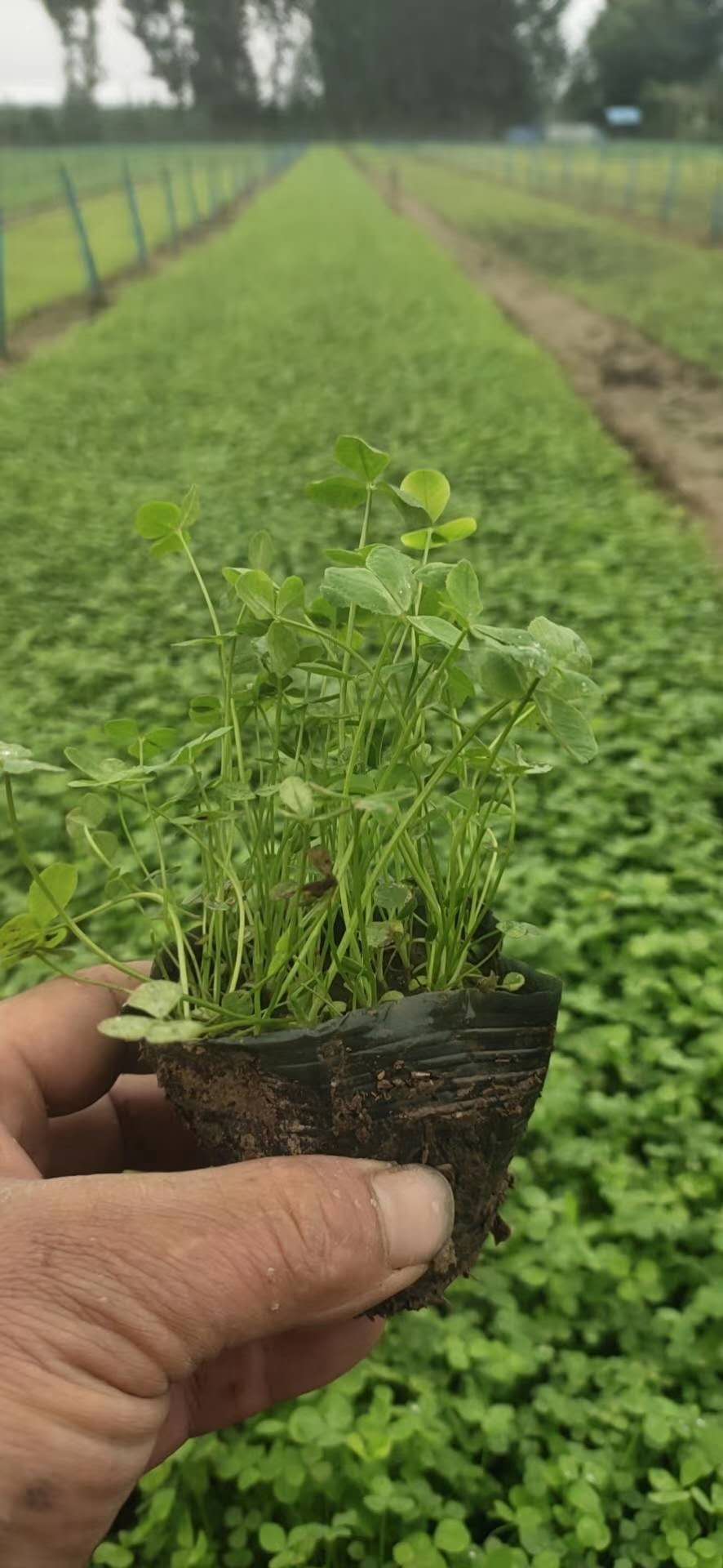 白三叶种植基地 白三叶批发价格 青州白三叶供应商