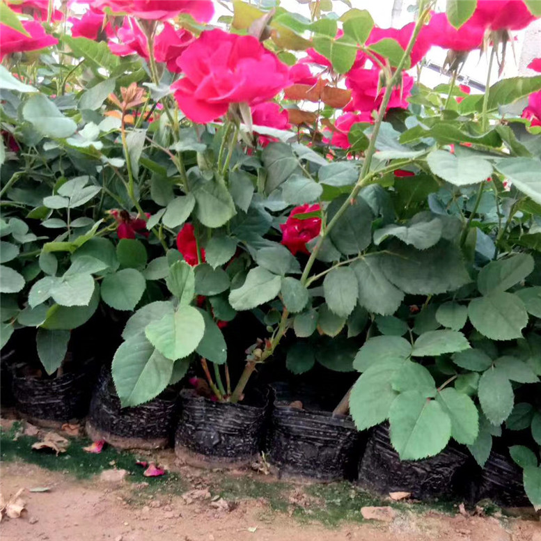 红帽月季幼苗 红帽月季绿化花卉 苗圃直供