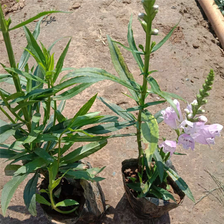 假龙头幼苗 假龙头绿化用苗 常年供应组摆花卉