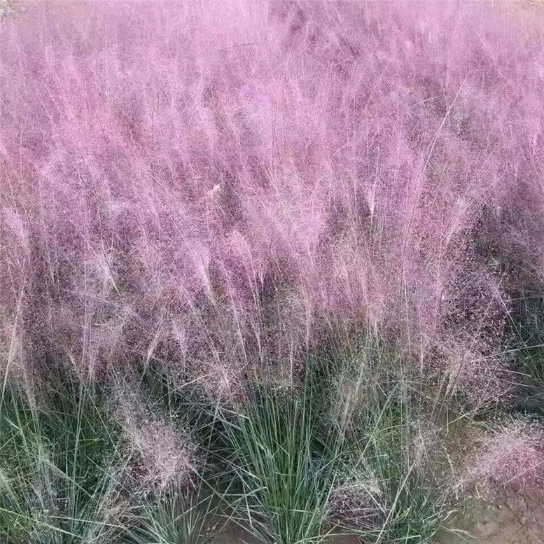 粉黛乱子草杯苗 毛芒乱子草景观工程苗 大量批发