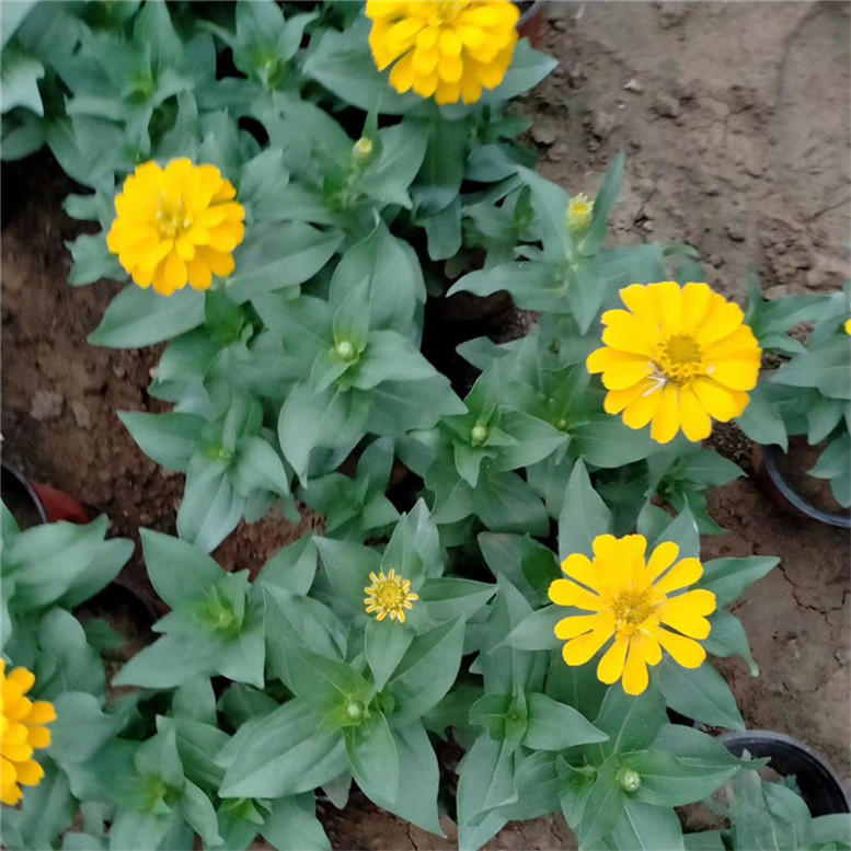 百日草幼苗 百日草市政用苗 基地直销