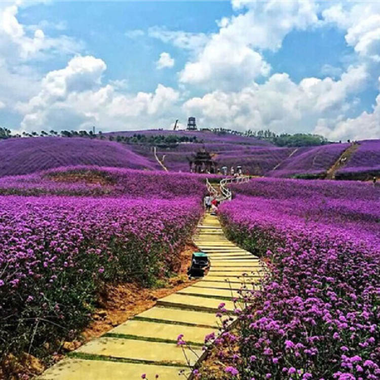 基地直销马鞭草 马鞭草批发基地 青州马鞭草种植户