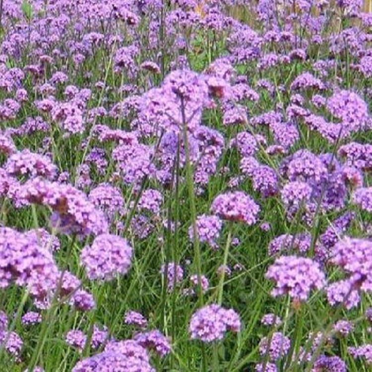 基地直销马鞭草 柳叶马鞭草批发基地 河北马鞭草批发商