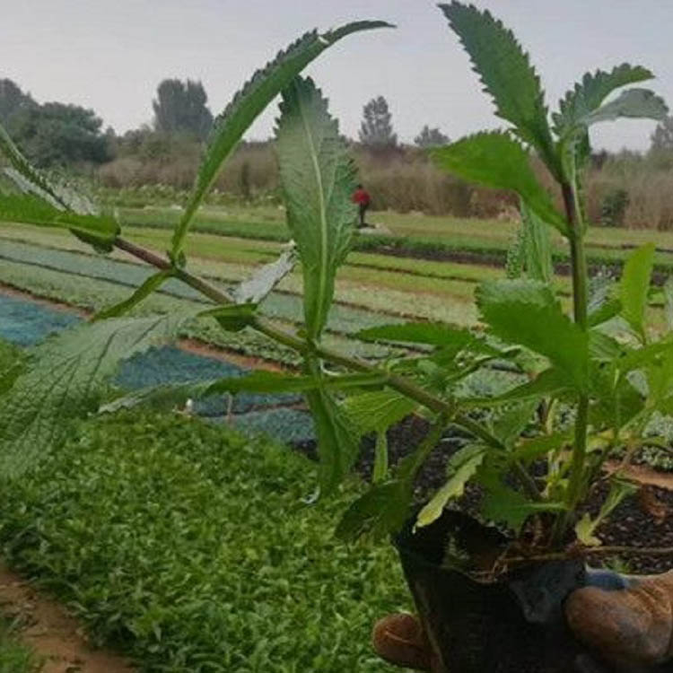 马鞭草小苗 马鞭草价格 柳叶马鞭草批发商