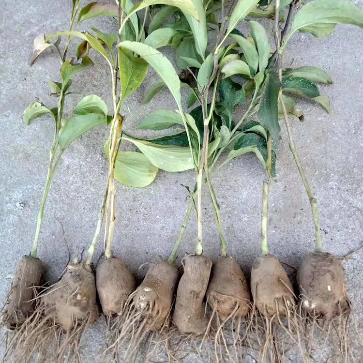 白术种子价格 白术的种植成本和利润