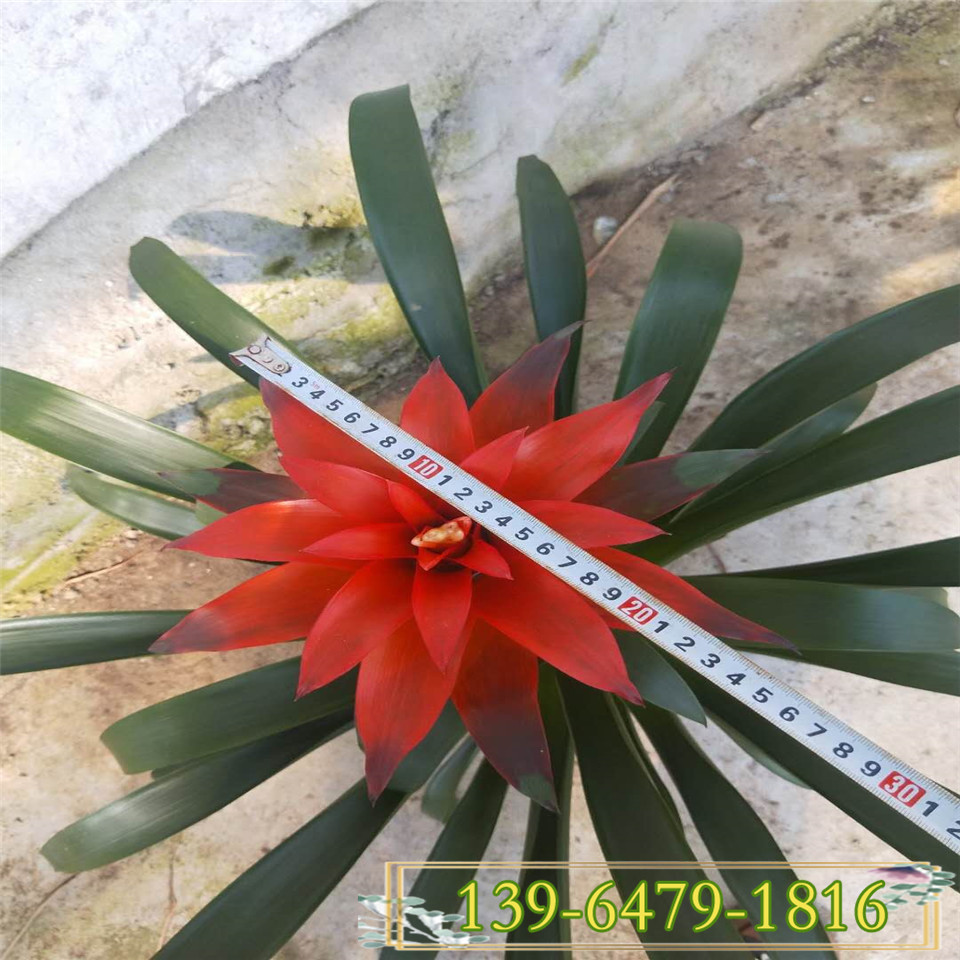 鸿运当头凤梨盆栽 四季常绿花卉盆栽 红色花卉室内欣赏植物