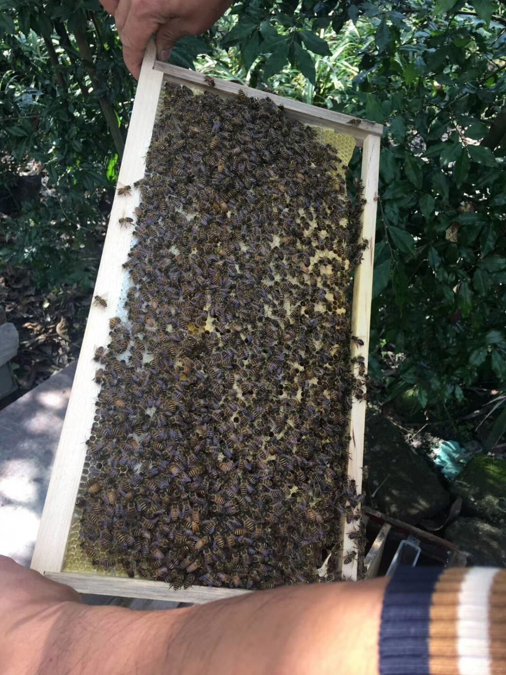 中蜂蜂王适应能力强 纯正农家自产蜜蜂 中蜂蜂群直销
