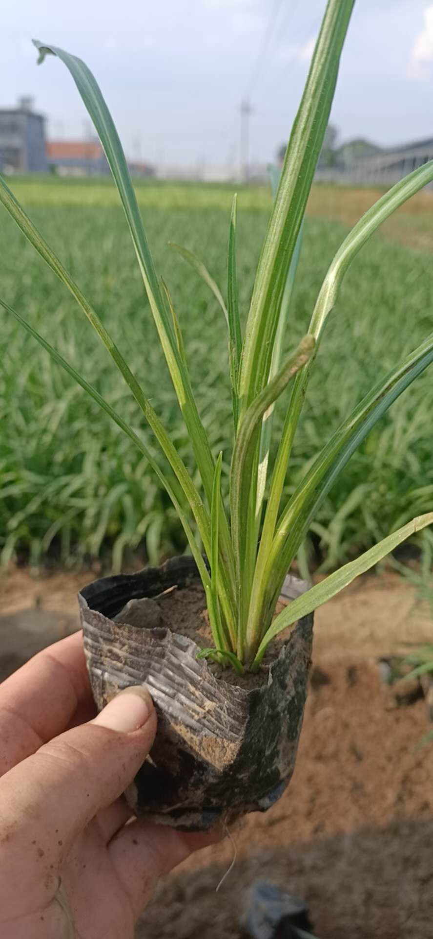 蛇鞭菊价格 蛇鞭菊营养杯苗 青州蛇鞭菊量大直销