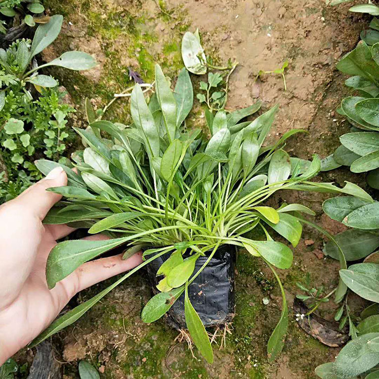 大量出售孔雀菊 青州金鸡菊批发 金鸡菊报价
