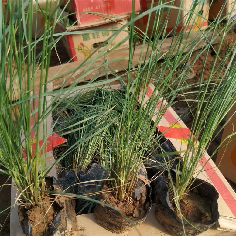 粉黛乱子草幼苗 毛芒乱子草景观花卉 基地直销