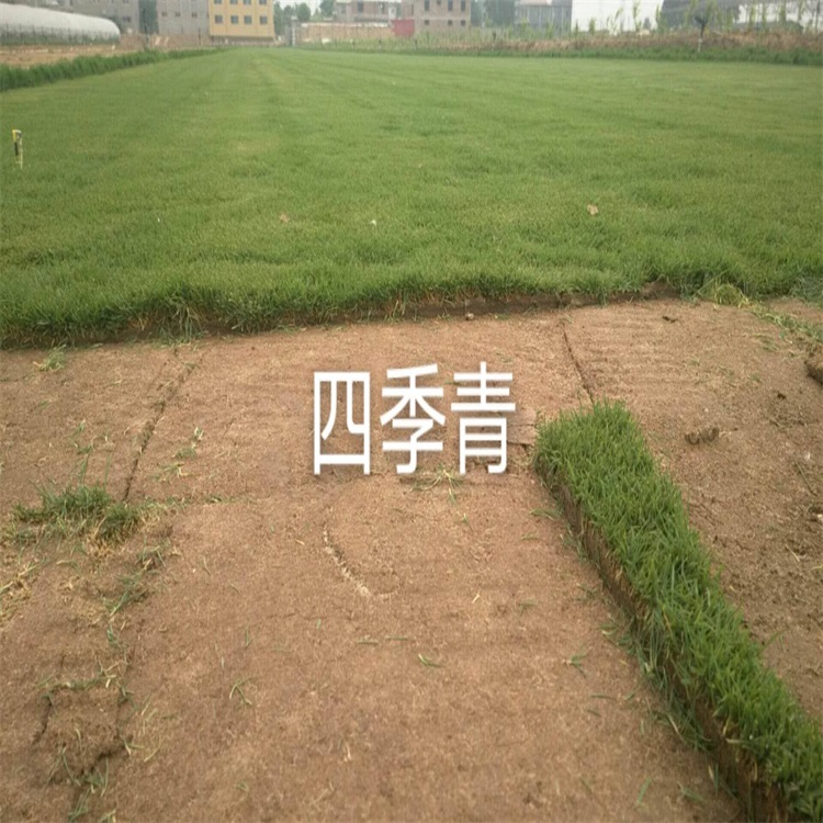 草坪价格 草坪播种专业施工 操场草坪铺种方法