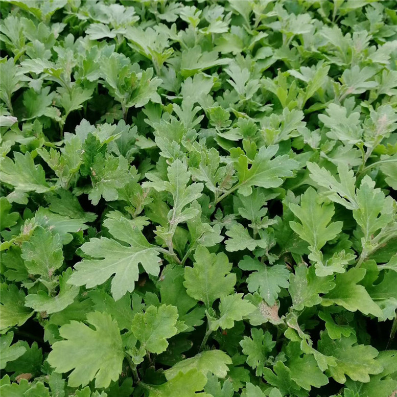 地被菊营养杯苗 地被菊花坛用花 常年供应