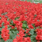 供应质量好的花卉一串红  鸡冠花出售  山东一串红
