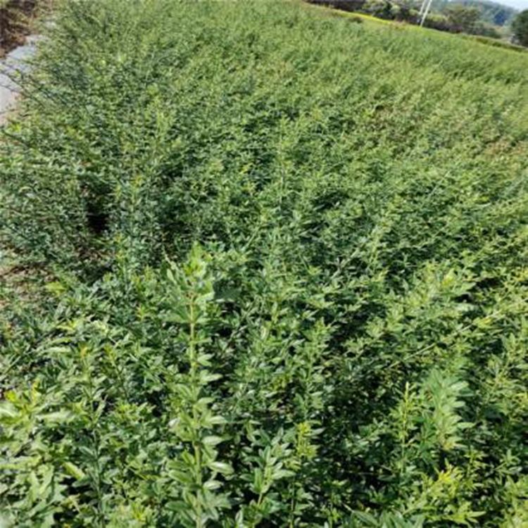 迎春花价格 青州自产迎春花价格
