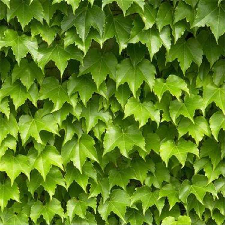 爬山虎报价 山东爬山虎种植基地