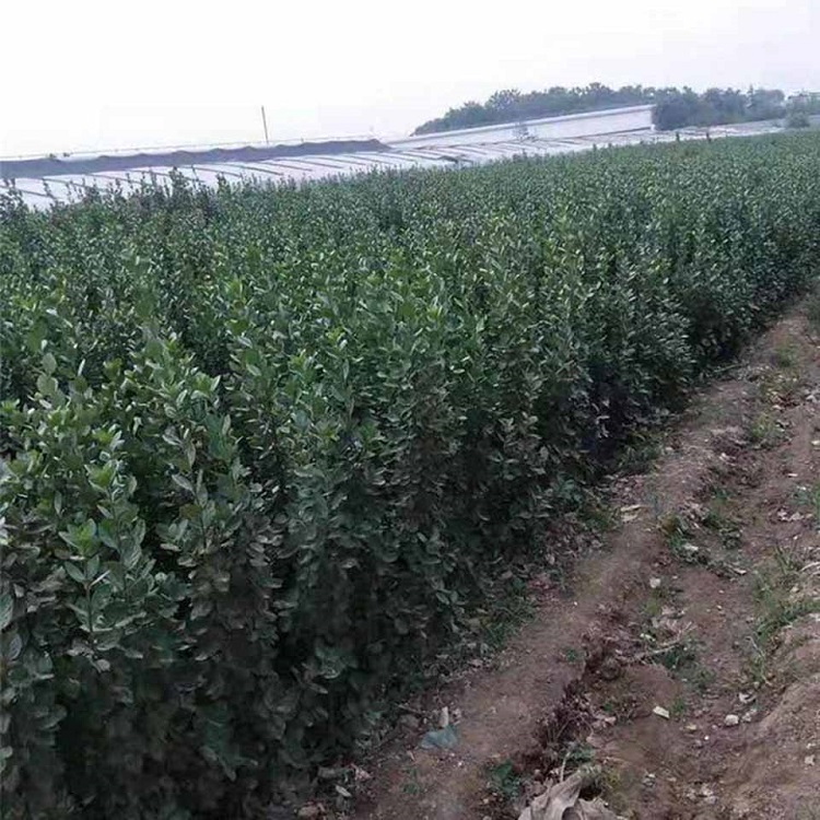 道路绿植北海道黄杨  北海道黄杨报价北海道黄杨苗圃直发