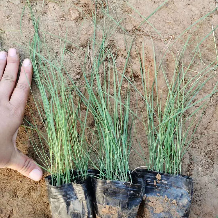 山东草花种植基地粉黛乱子草  粉黛乱子草报价  粉黛乱子草培育苗圃