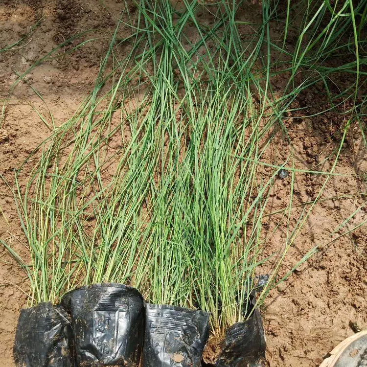 基地直销粉黛乱子草  粉黛乱子草花海  粉黛乱子草种植基地