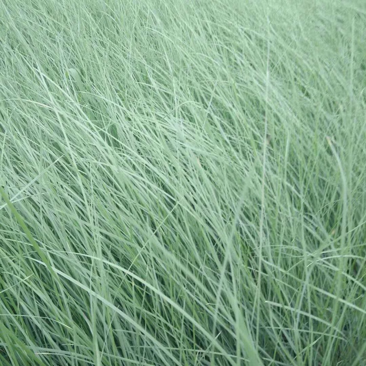 花海打造粉黛乱子草   粉黛乱子草报价  粉黛乱子草培育苗圃