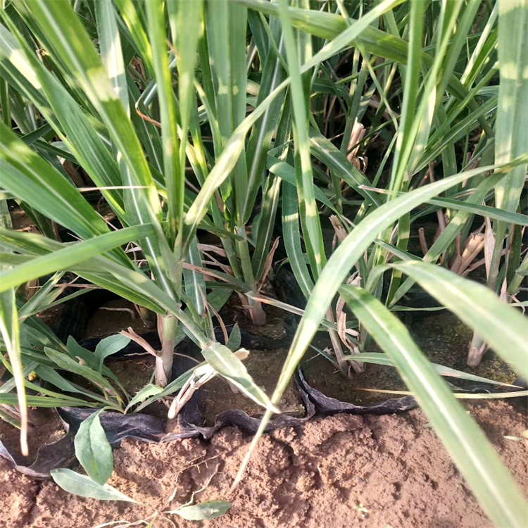 辽宁斑叶芒价格 斑叶芒种植基地