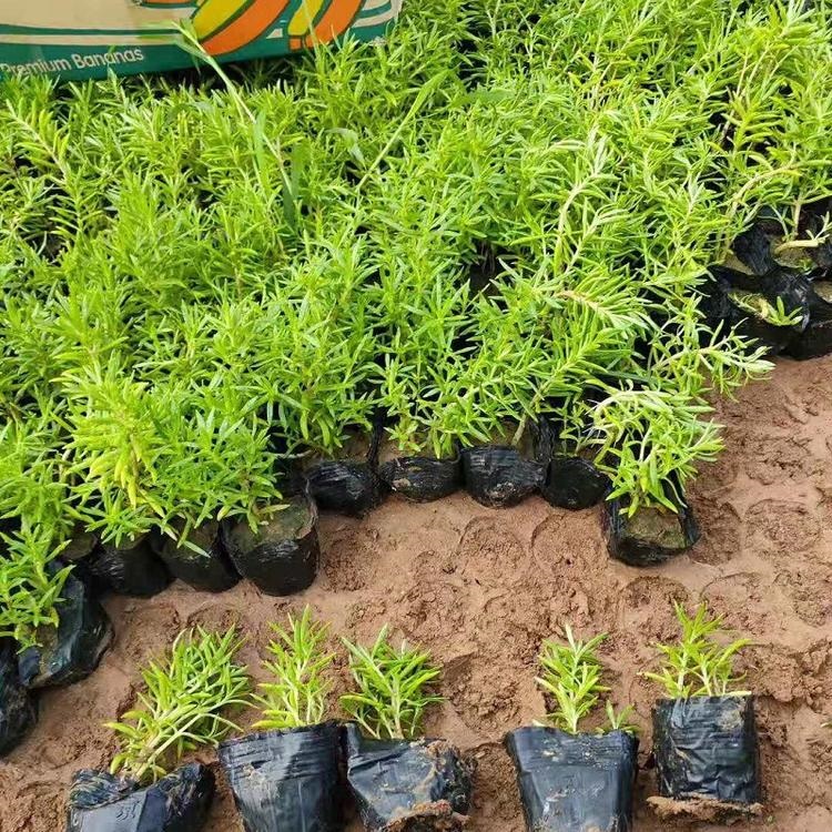 出售佛甲草  地被绿化用苗  价格优惠  欢迎来电