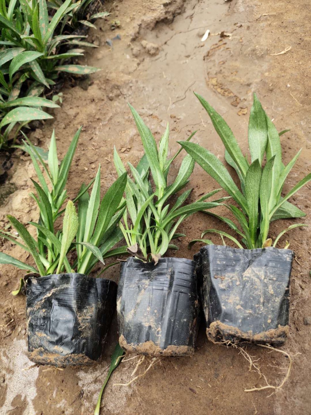 道路绿化荷兰菊  荷兰菊价格 荷兰菊营养杯 荷兰菊小苗