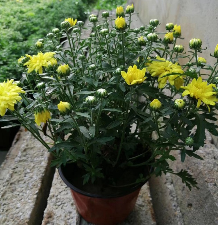 青州双色盆国庆菊  节日租摆  小涵花卉   花卉造型   绿化工程苗  国庆菊批发