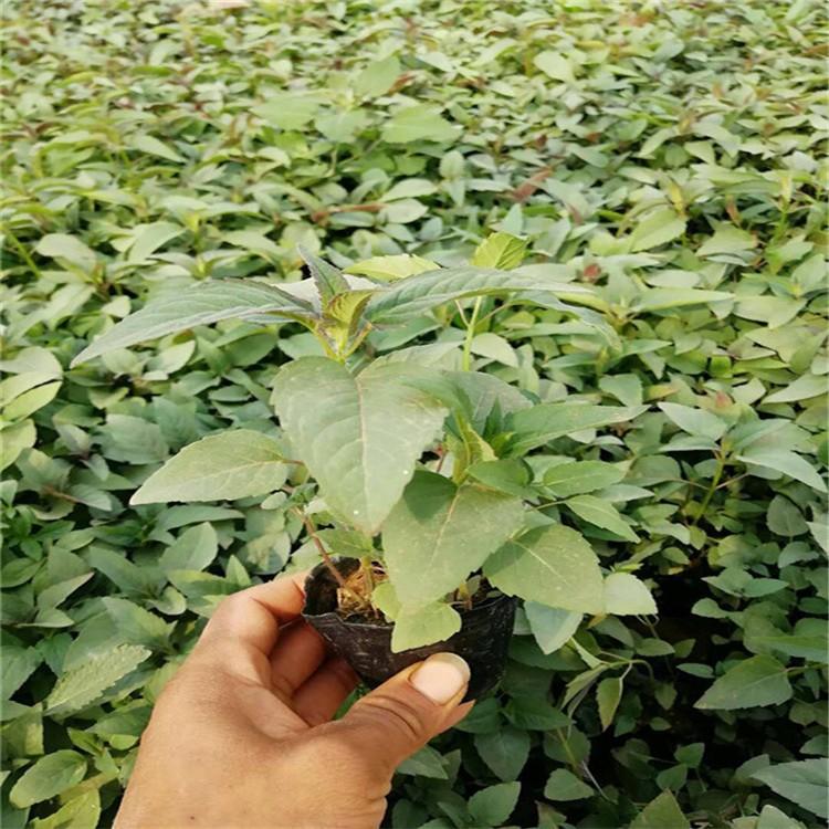 潍坊薄荷基地 绿化薄荷报价