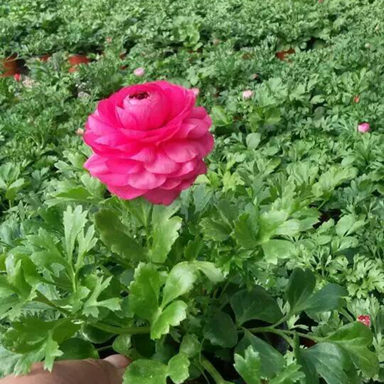 山东芹叶牡丹价格 芹叶牡丹花期 芹叶牡丹供应商