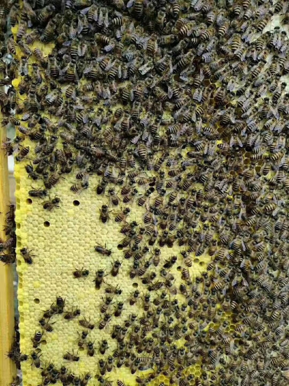 蜜蜂养巢 蜂蜜价格